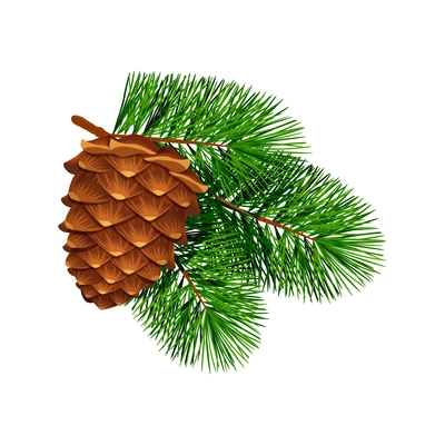 Conifer pine tree cone composition with colourful isolated image of coniferous twigs with fir needle foliage vector illustration