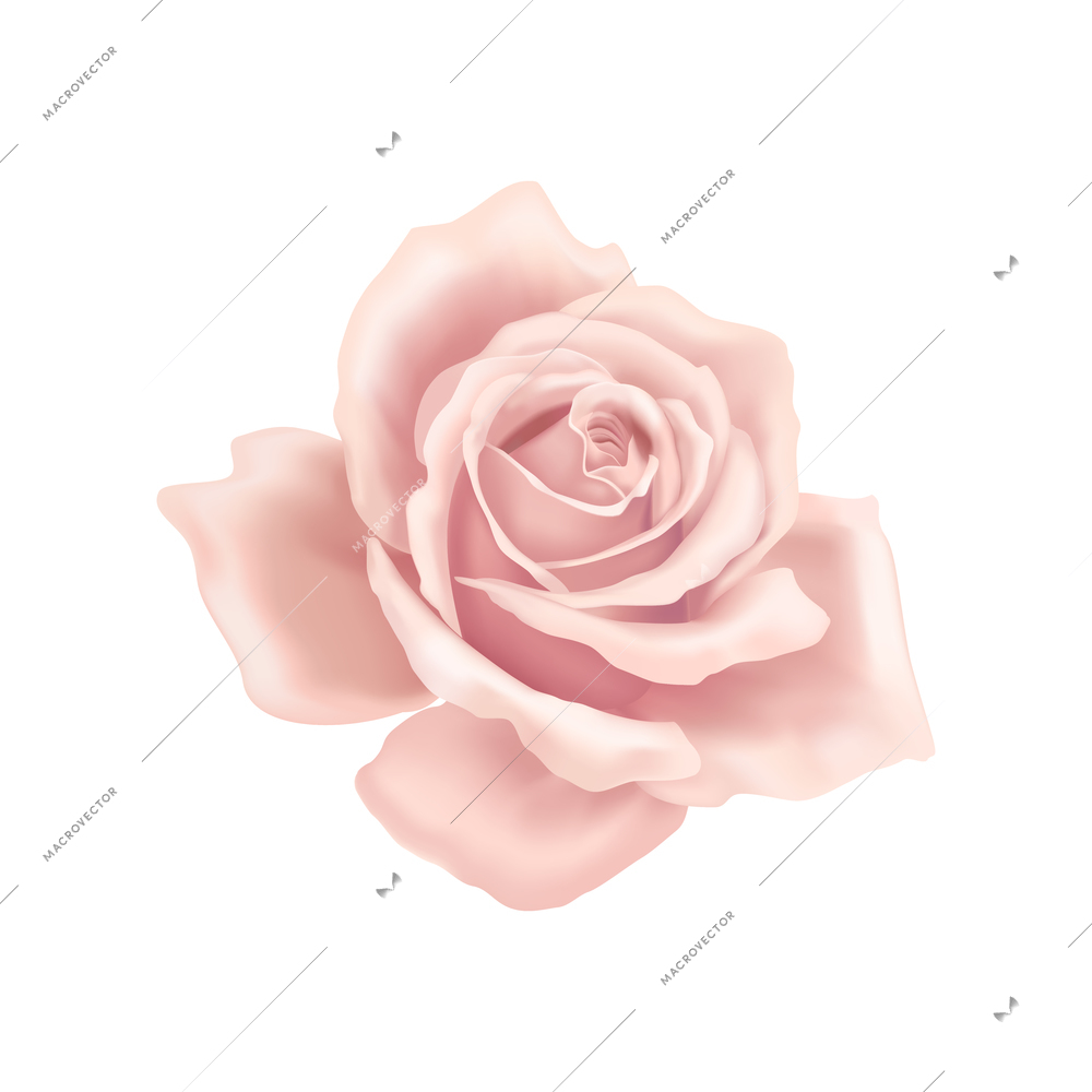 Rose flower petals composition with isolated floral image on blank background vector illustration