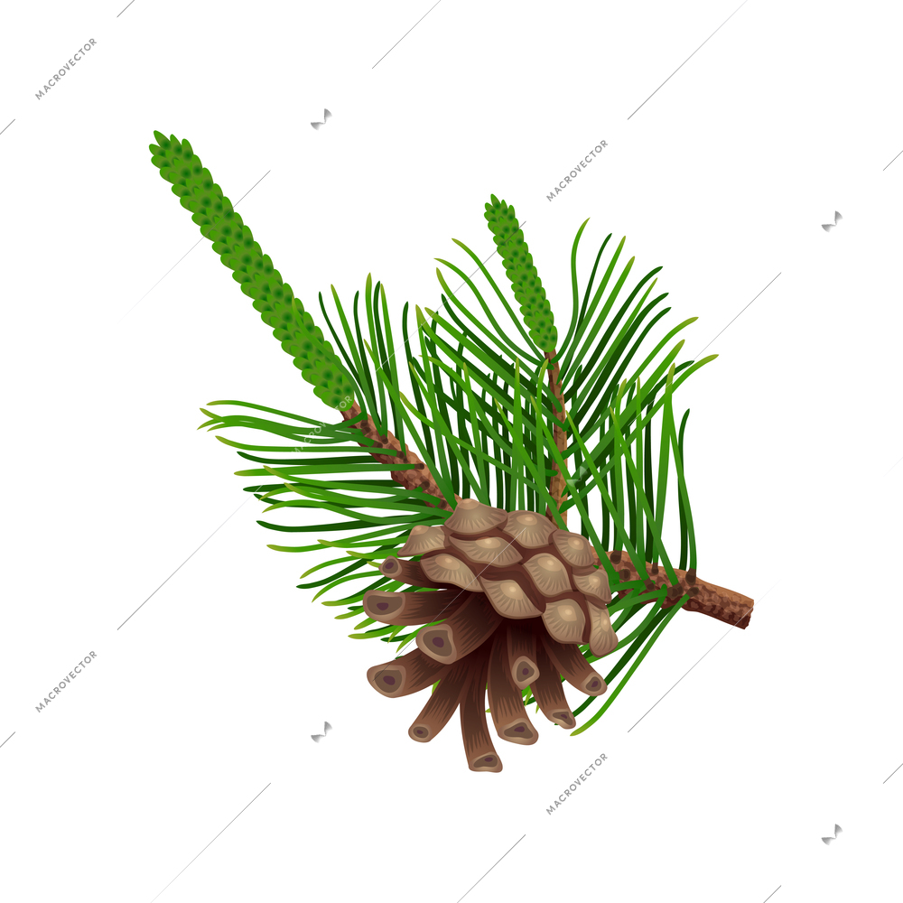 Conifer pine tree cone composition with colourful isolated image of coniferous twigs with fir needle foliage vector illustration