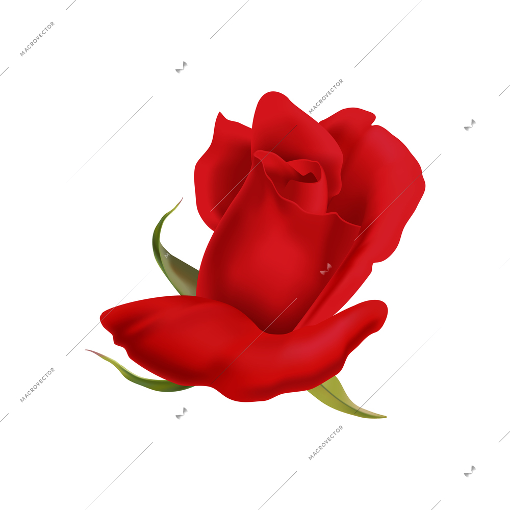 Rose flower petals composition with isolated floral image on blank background vector illustration