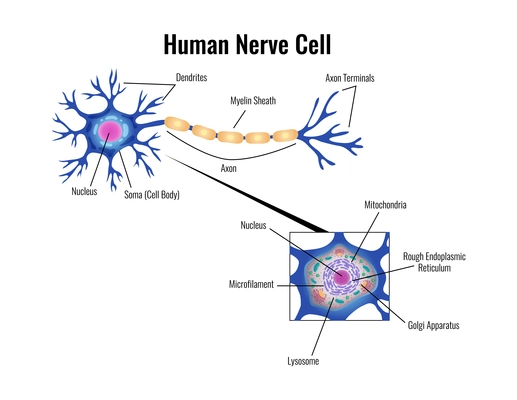 Neurology and human brain anatomy composition with editable text captions flat isolated vector illustration