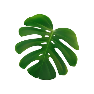 Tropical leaves palm branch realistic composition with isolated image on blank background vector illustration