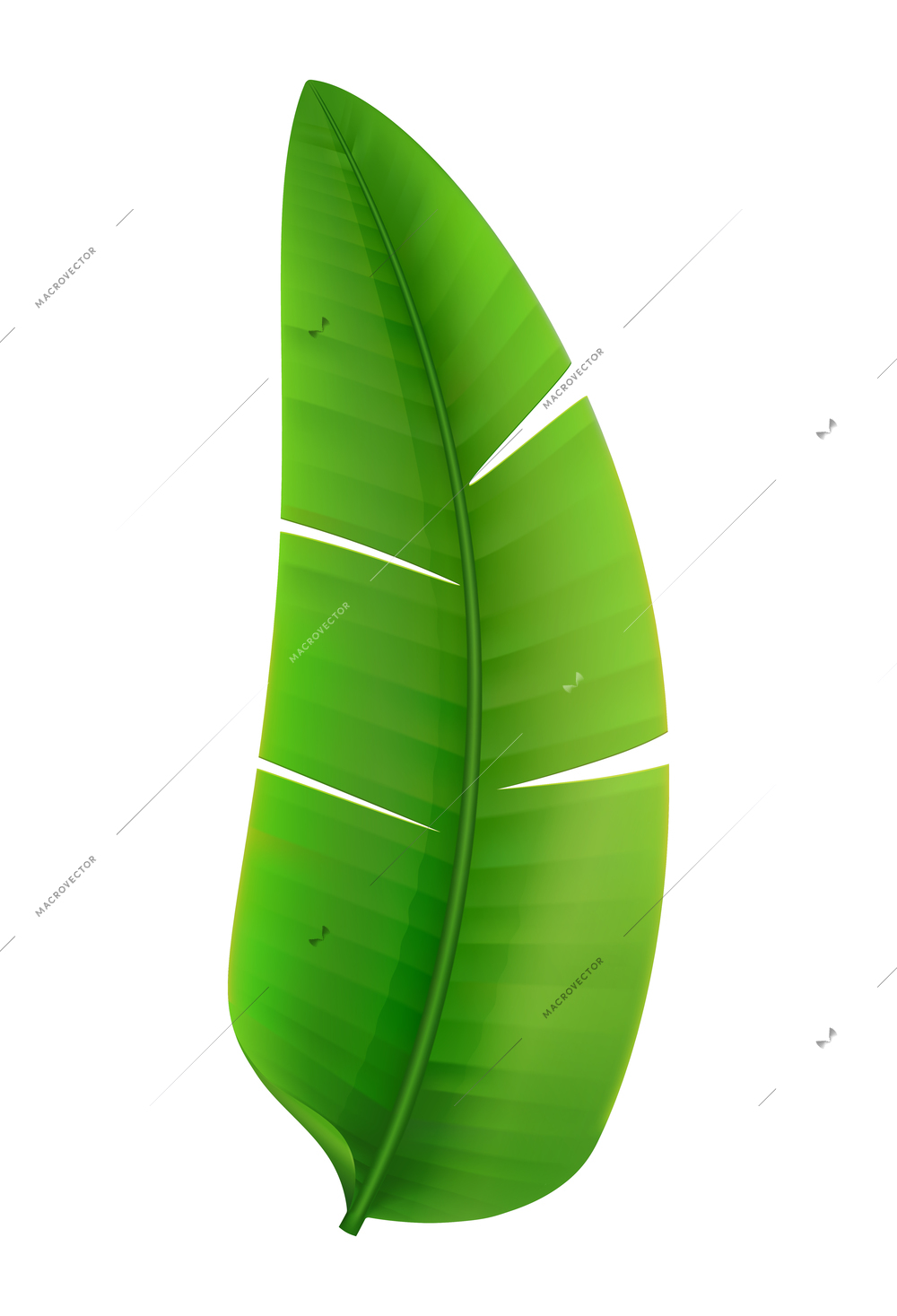 Tropical leaves palm branch realistic composition with isolated image on blank background vector illustration