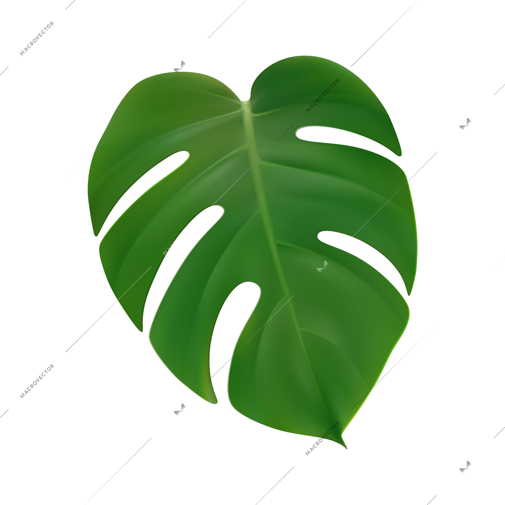 Tropical leaves palm branch realistic composition with isolated image on blank background vector illustration