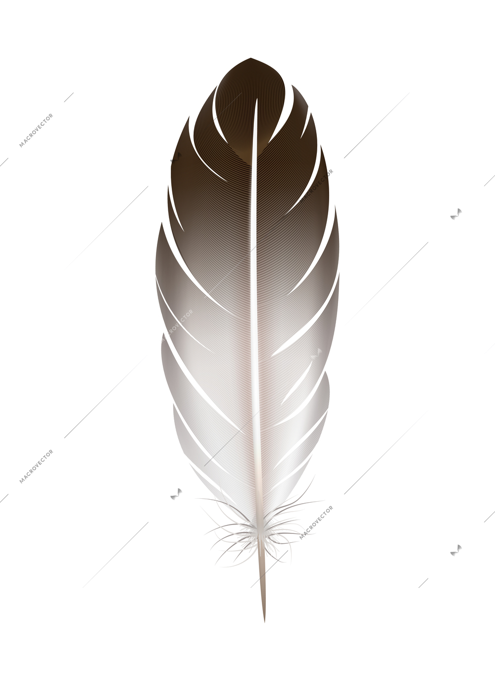 Colorful detailed bird feathers isolated on white Vector Image