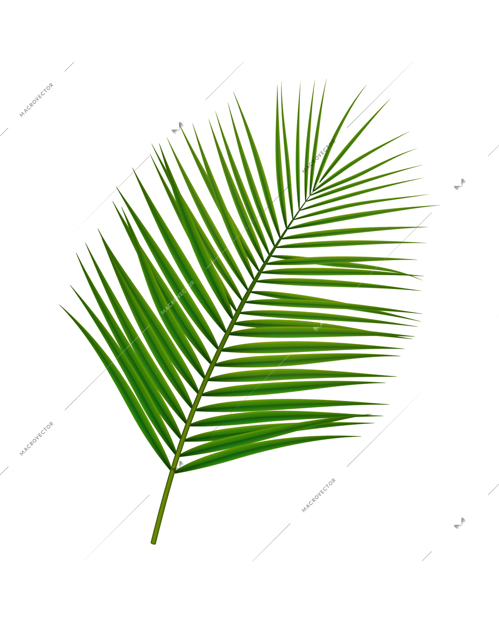 Tropical leaves palm branch realistic composition with isolated image on blank background vector illustration