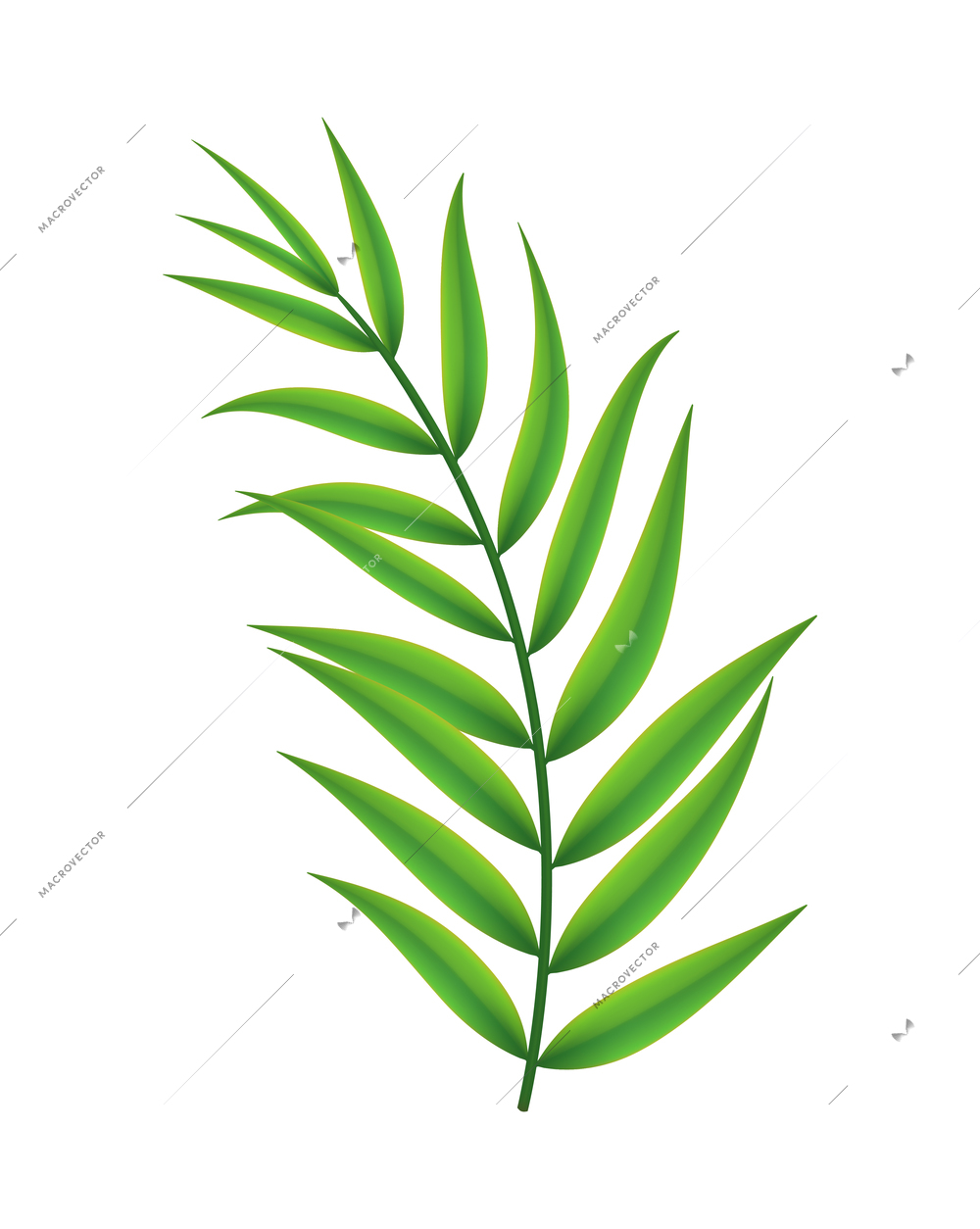 Tropical leaves palm branch realistic composition with isolated image on blank background vector illustration