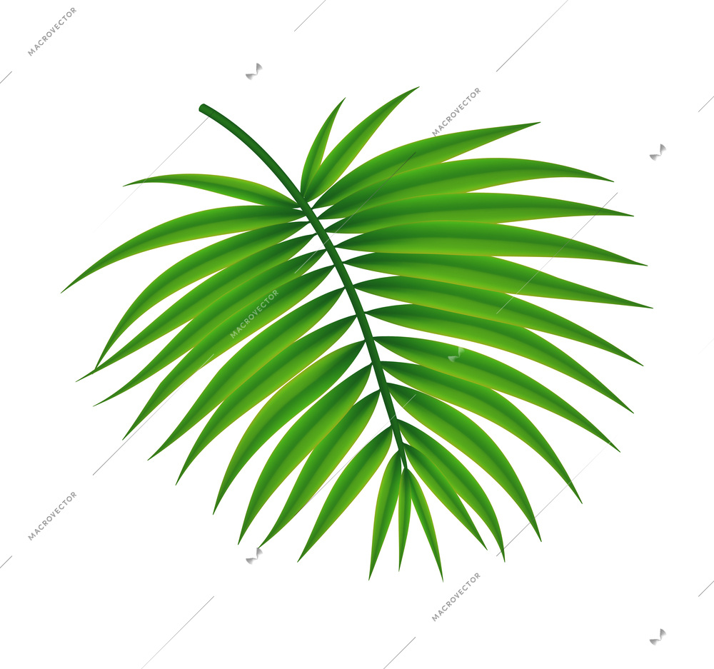 Tropical leaves palm branch realistic composition with isolated image on blank background vector illustration