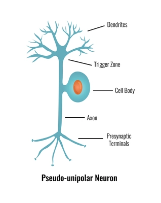 Neurology and human brain anatomy composition with editable text captions flat isolated vector illustration