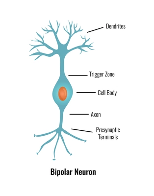 Neurology and human brain anatomy composition with editable text captions flat isolated vector illustration