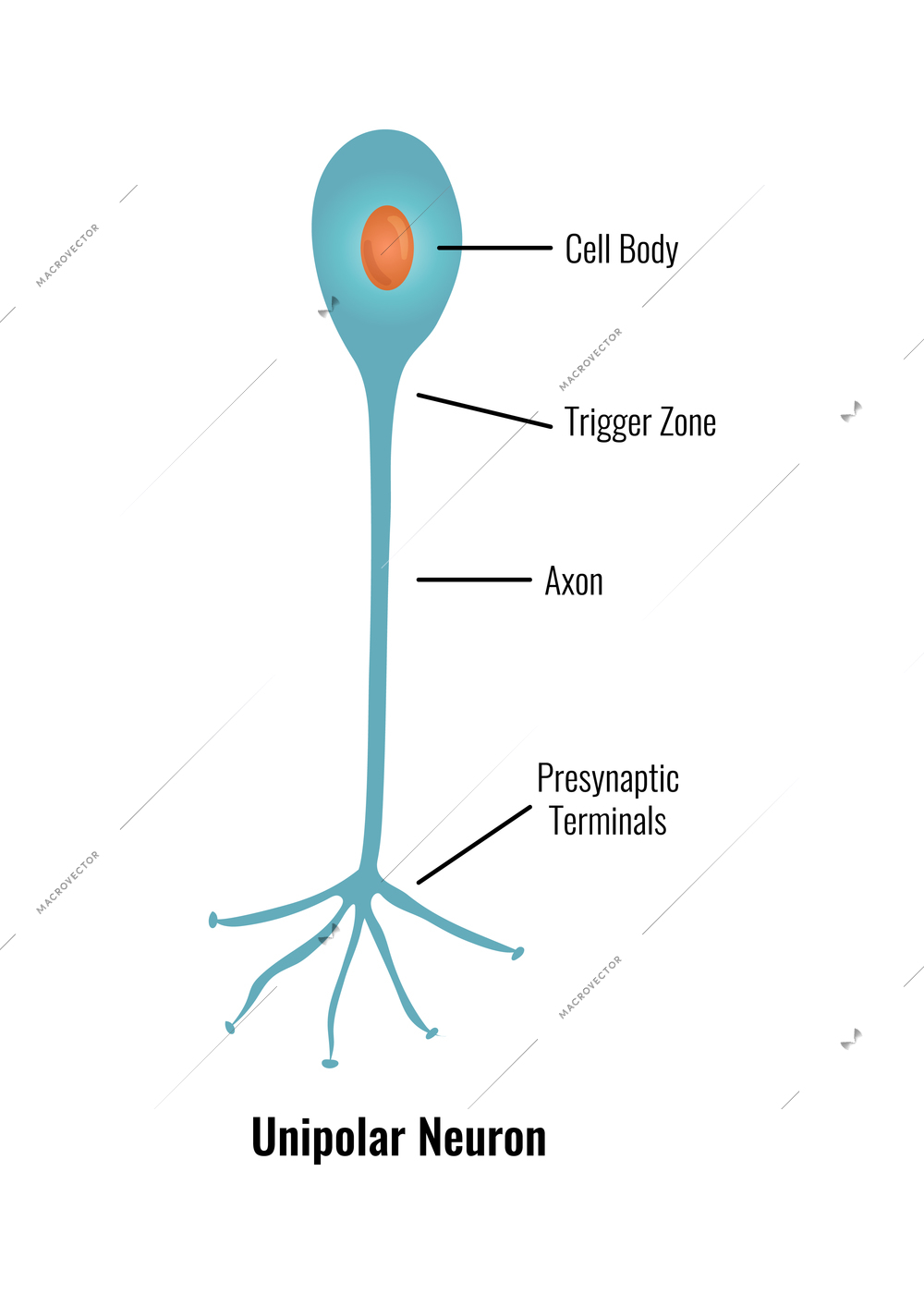 Neurology and human brain anatomy composition with editable text captions flat isolated vector illustration