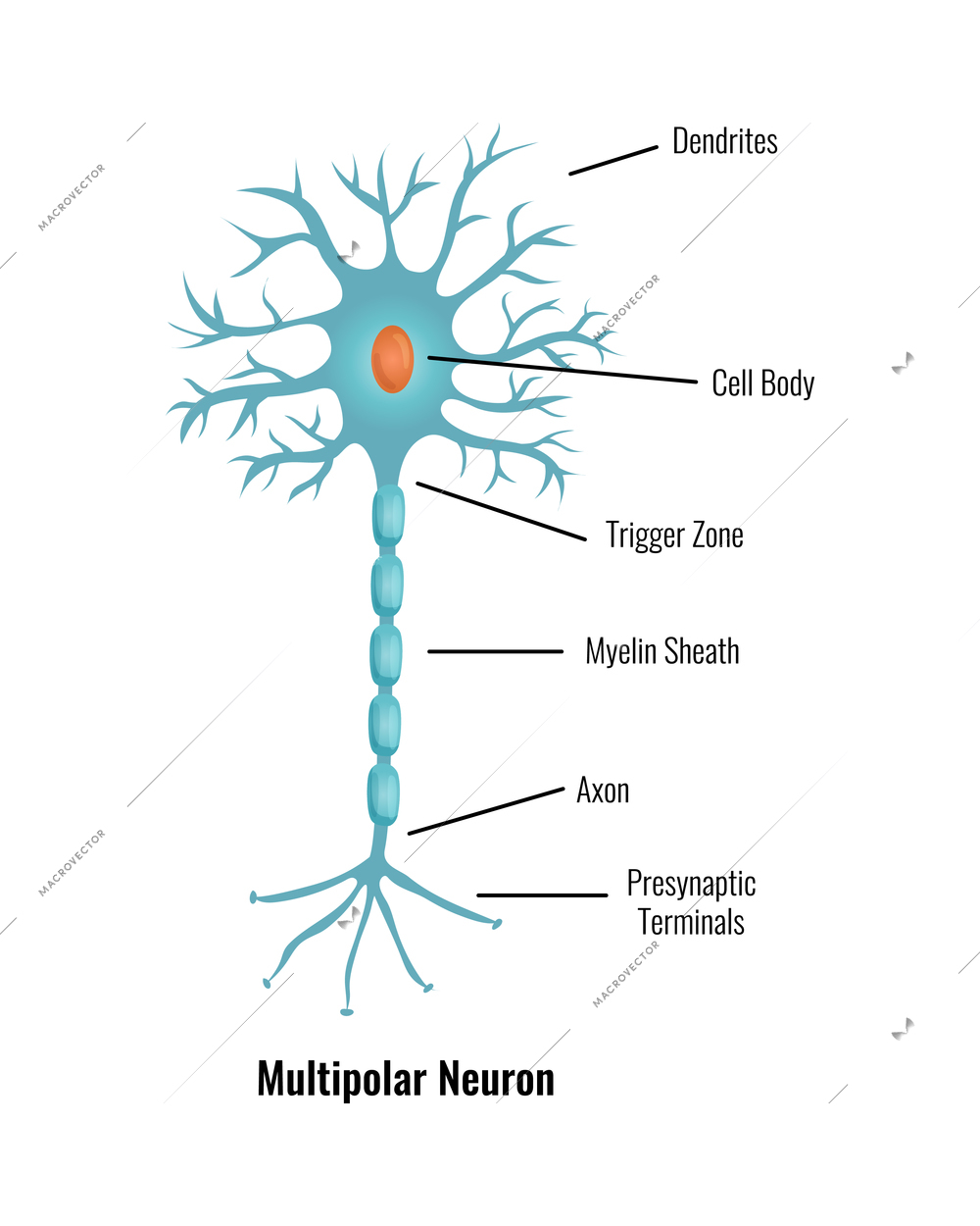 Neurology and human brain anatomy composition with editable text captions flat isolated vector illustration