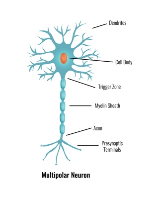 Neurology and human brain anatomy composition with editable text captions flat isolated vector illustration