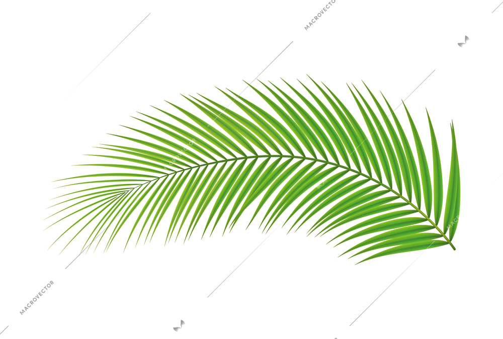 Tropical leaves palm branch realistic composition with isolated image on blank background vector illustration