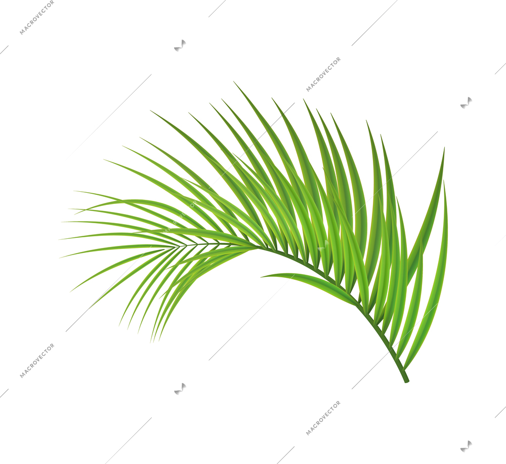 Tropical leaves palm branch realistic composition with isolated image on blank background vector illustration