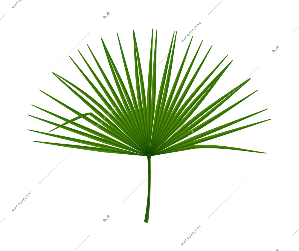 Tropical leaves palm branch realistic composition with isolated image on blank background vector illustration