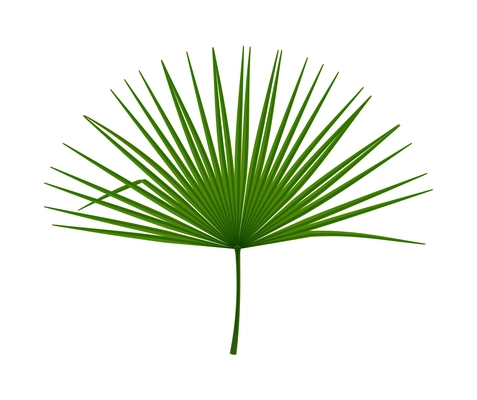 Tropical leaves palm branch realistic composition with isolated image on blank background vector illustration