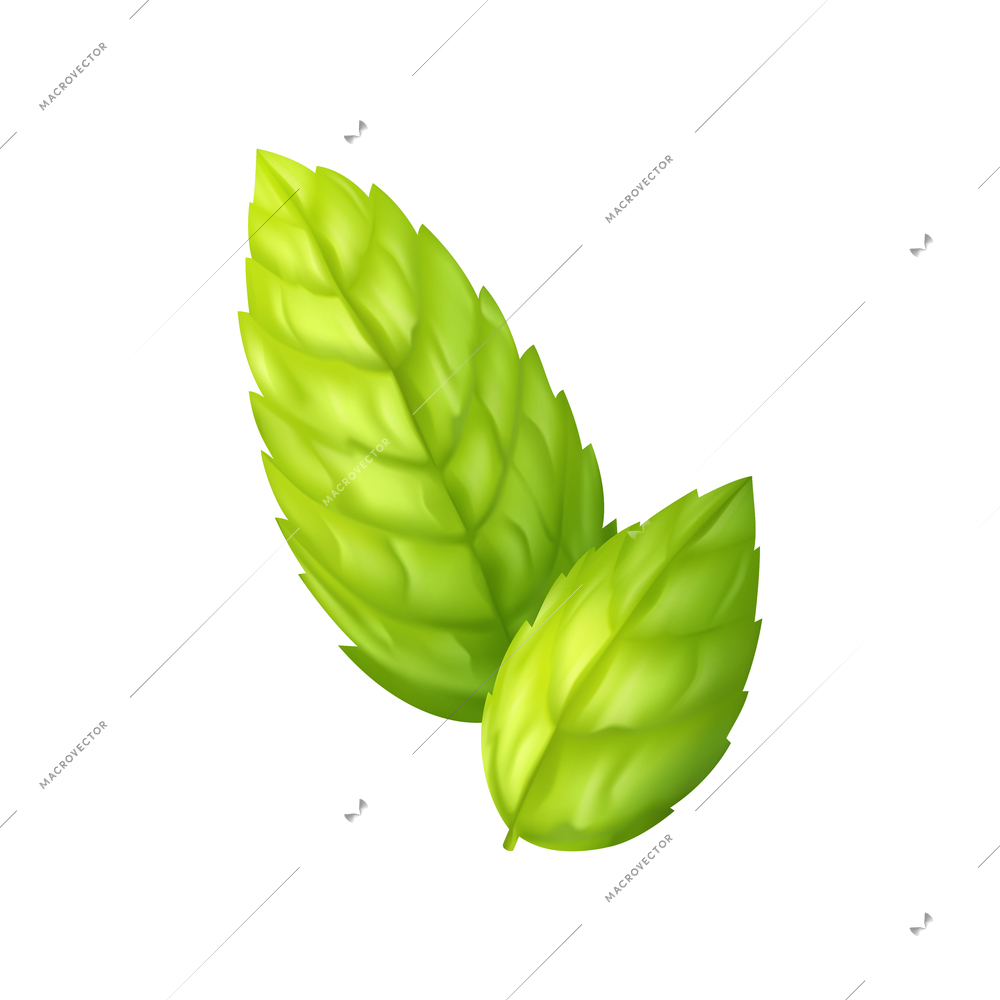Mint realistic design composition with isolated image of ripe green leaves on blank background vector illustration
