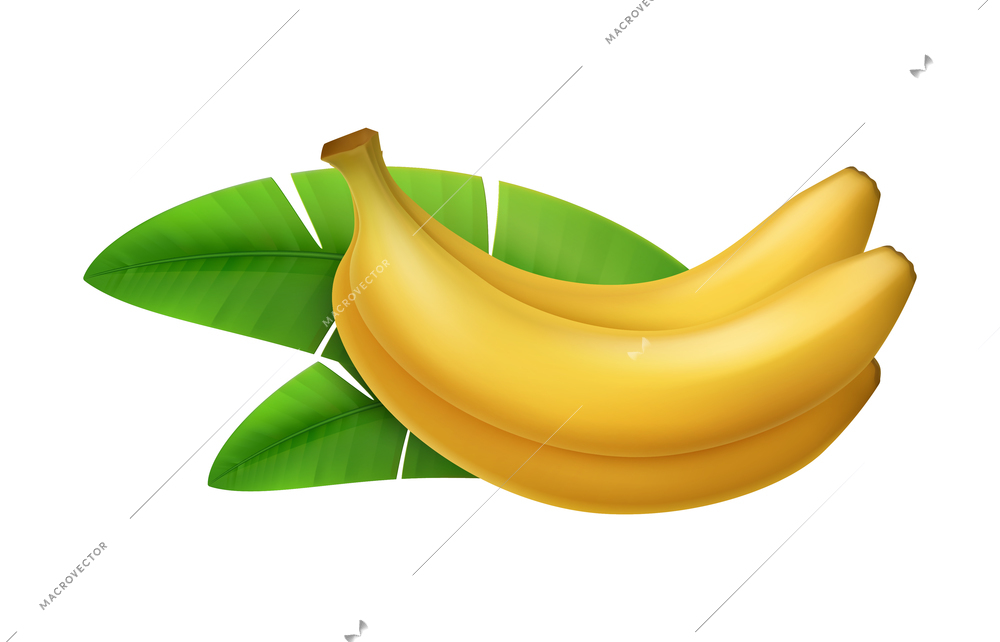 Banana composition with isolated realistic image of tropical fruit on blank background vector illustration