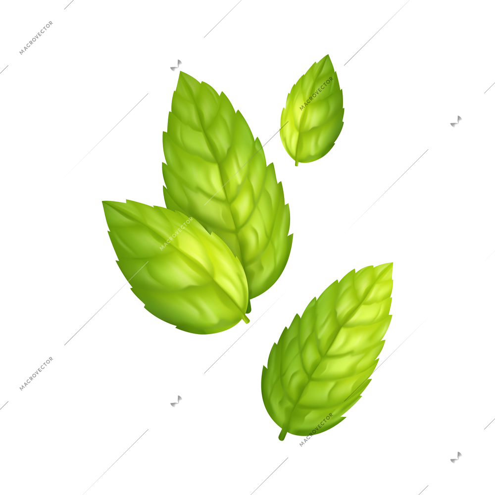 Mint realistic design composition with isolated image of ripe green leaves on blank background vector illustration