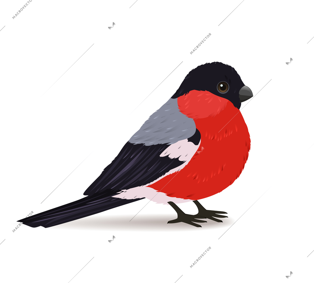 Winter bullfinch winter bird isolated vector illustration