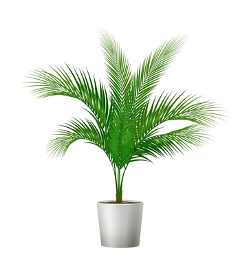 Tropical leaves palm branch realistic composition with isolated image of home plant in pot vector illustration