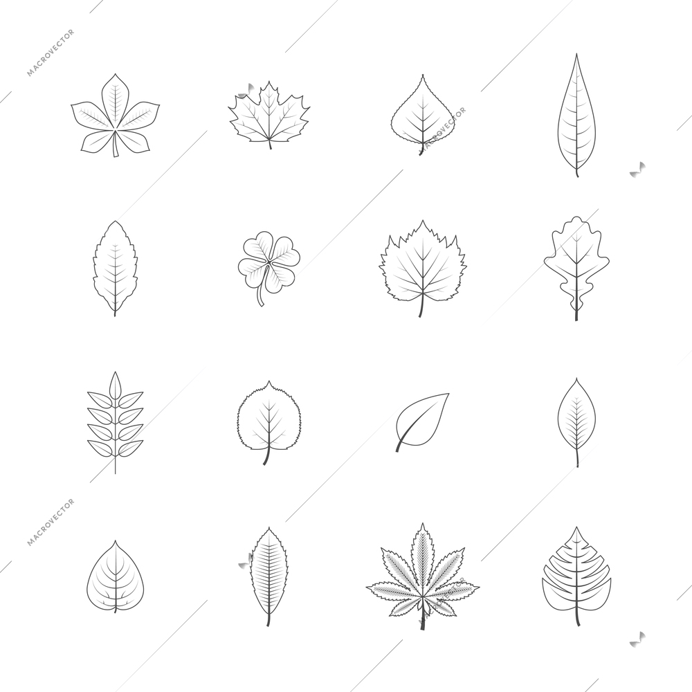 Forest trees eco elements line graphic icons set with maple oak aspen leaves black isolated vector illustration