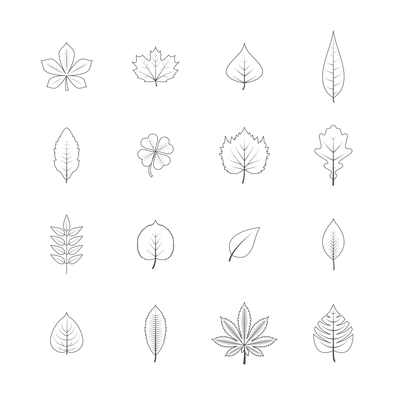 Forest trees eco elements line graphic icons set with maple oak aspen leaves black isolated vector illustration