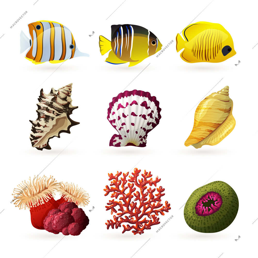 Sea fauna decorative colored icons set with fishes shells and corals isolated  vector illustration