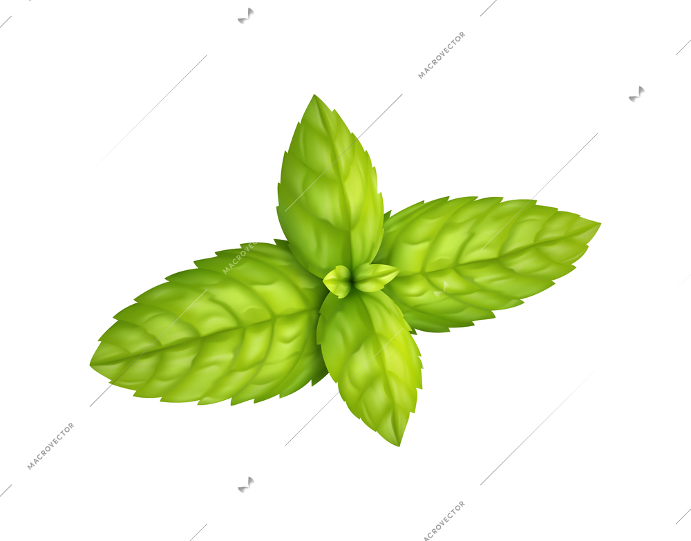 Exotic fruits realistic composition with isolated images of solid ripe leaves blossom on blank background vector illustration