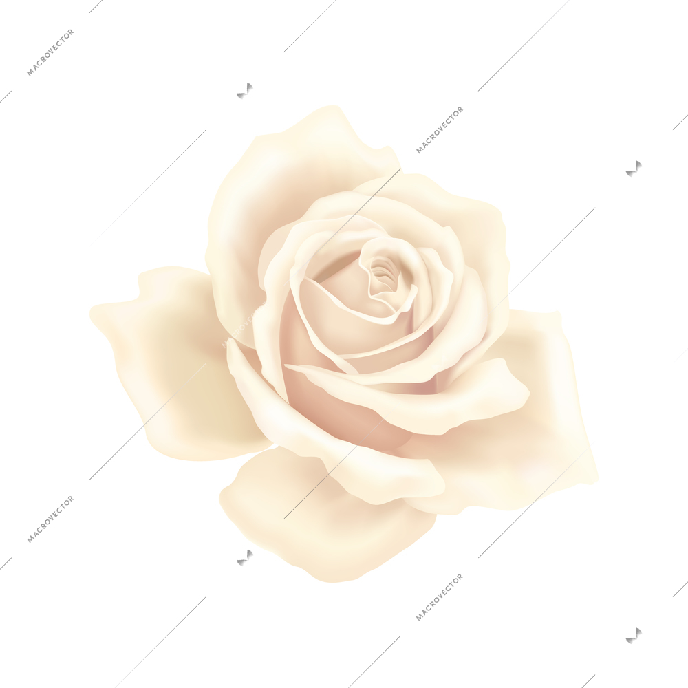 White rose flower petals composition with isolated image of decorative plant on blank background vector illustration