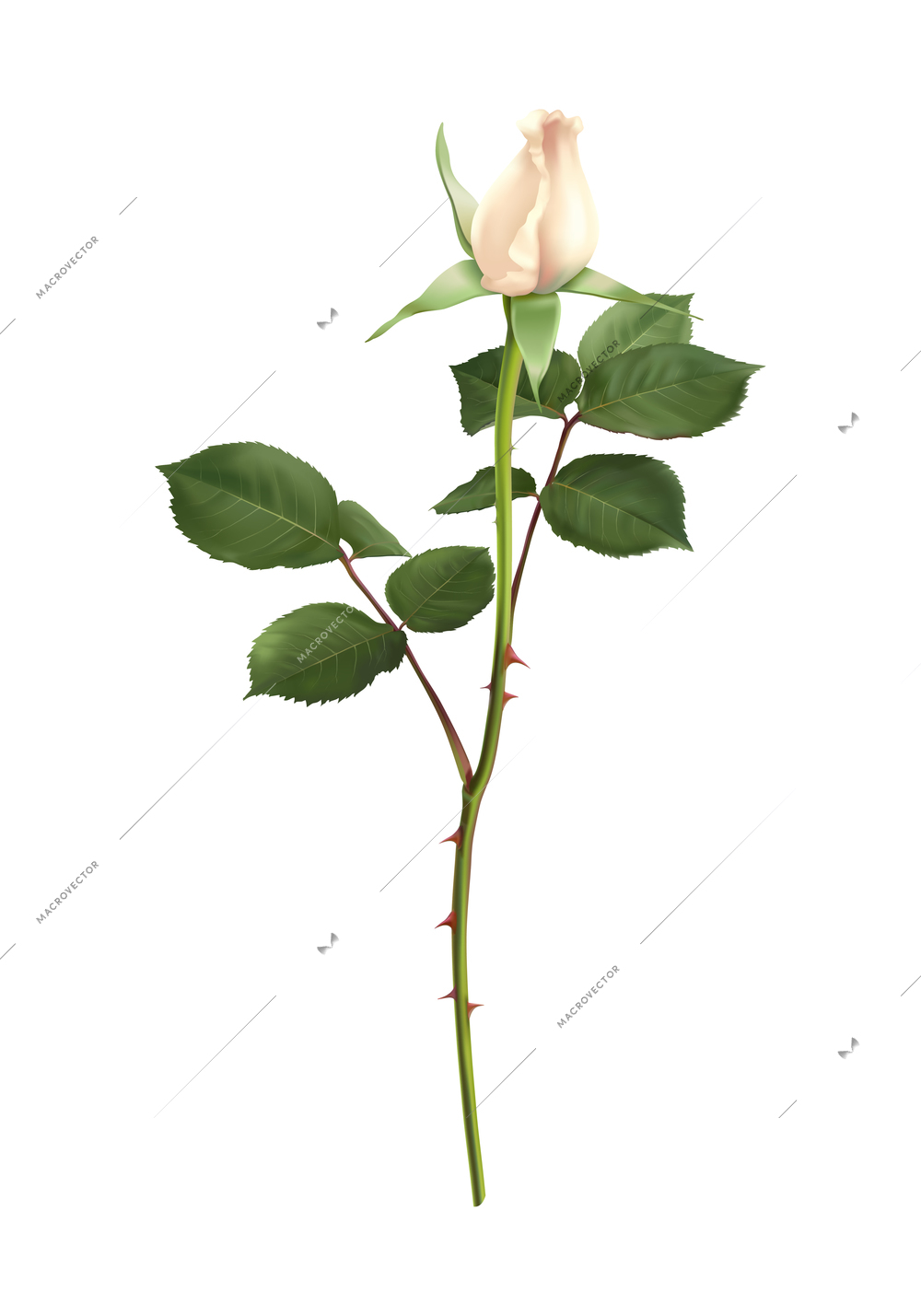 White rose flower petals composition with isolated image of decorative plant on blank background vector illustration