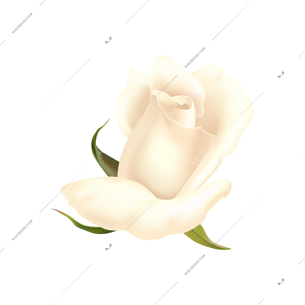 White rose flower petals composition with isolated image of decorative plant on blank background vector illustration