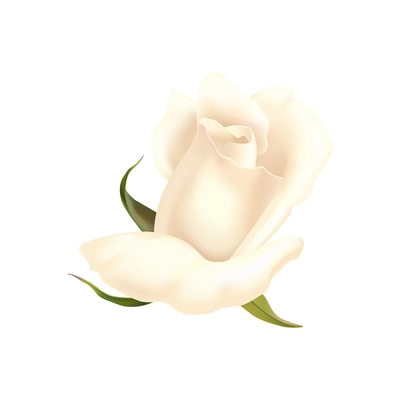 White rose flower petals composition with isolated image of decorative plant on blank background vector illustration