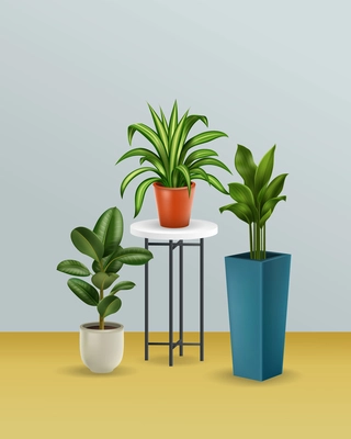 Colored realistic composition with three house plants one of which is standing on a stool vector illustration