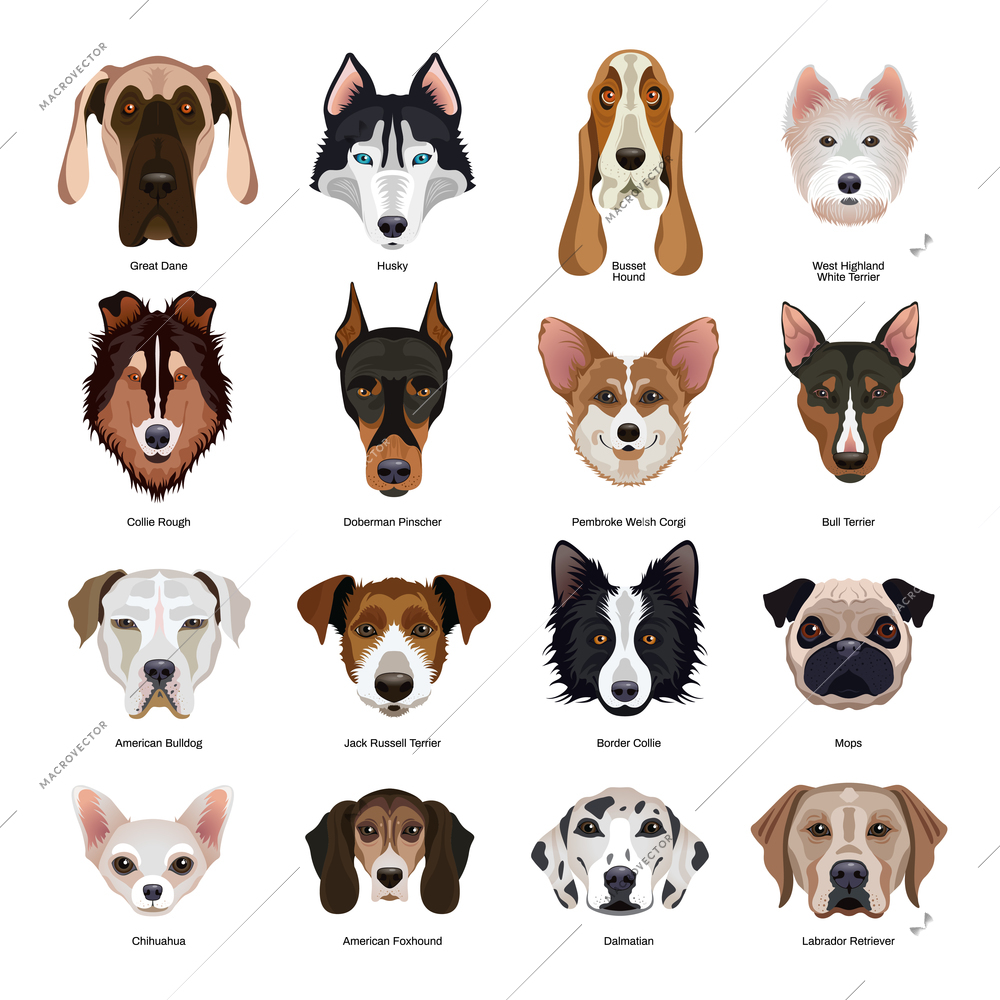 Cute dogs faces of various breeds flat set with collie labrador doberman chihuahua pugdog terrier husky hound isolated vector illustration