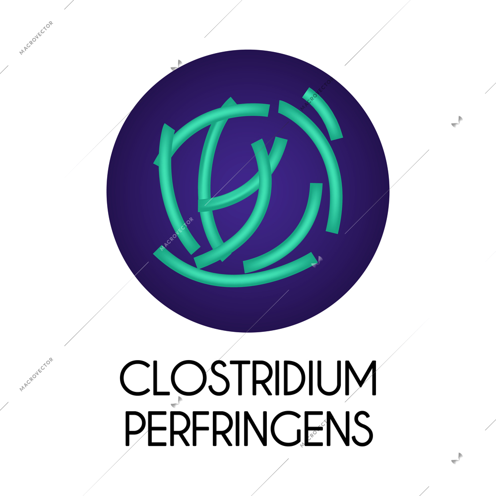 Realistic human internal organs intestinal microflora bacteria with clostridium perfringens image vector illustration