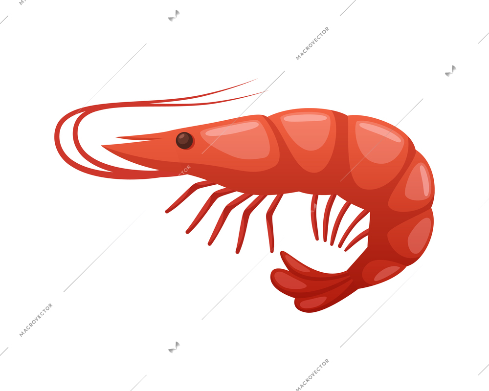 Color shrimp on white background cartoon vector illustration