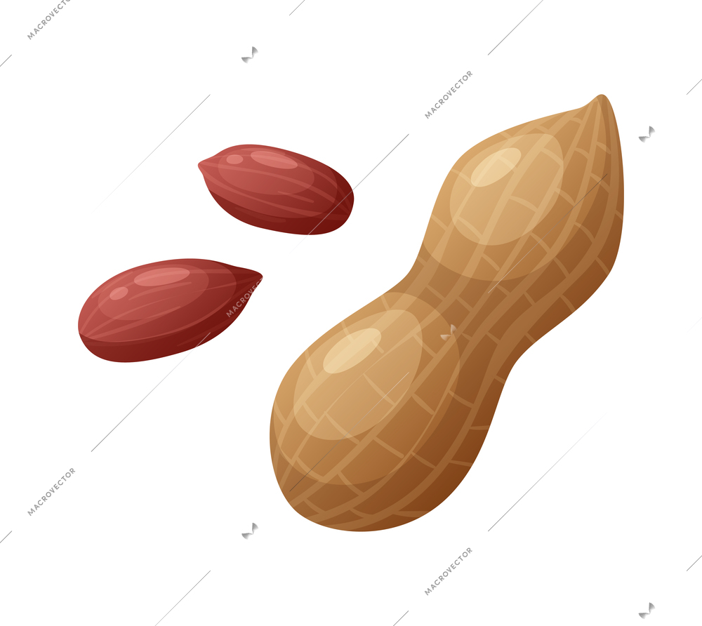 Peeled peanuts and in shell cartoon isolated vector illustration