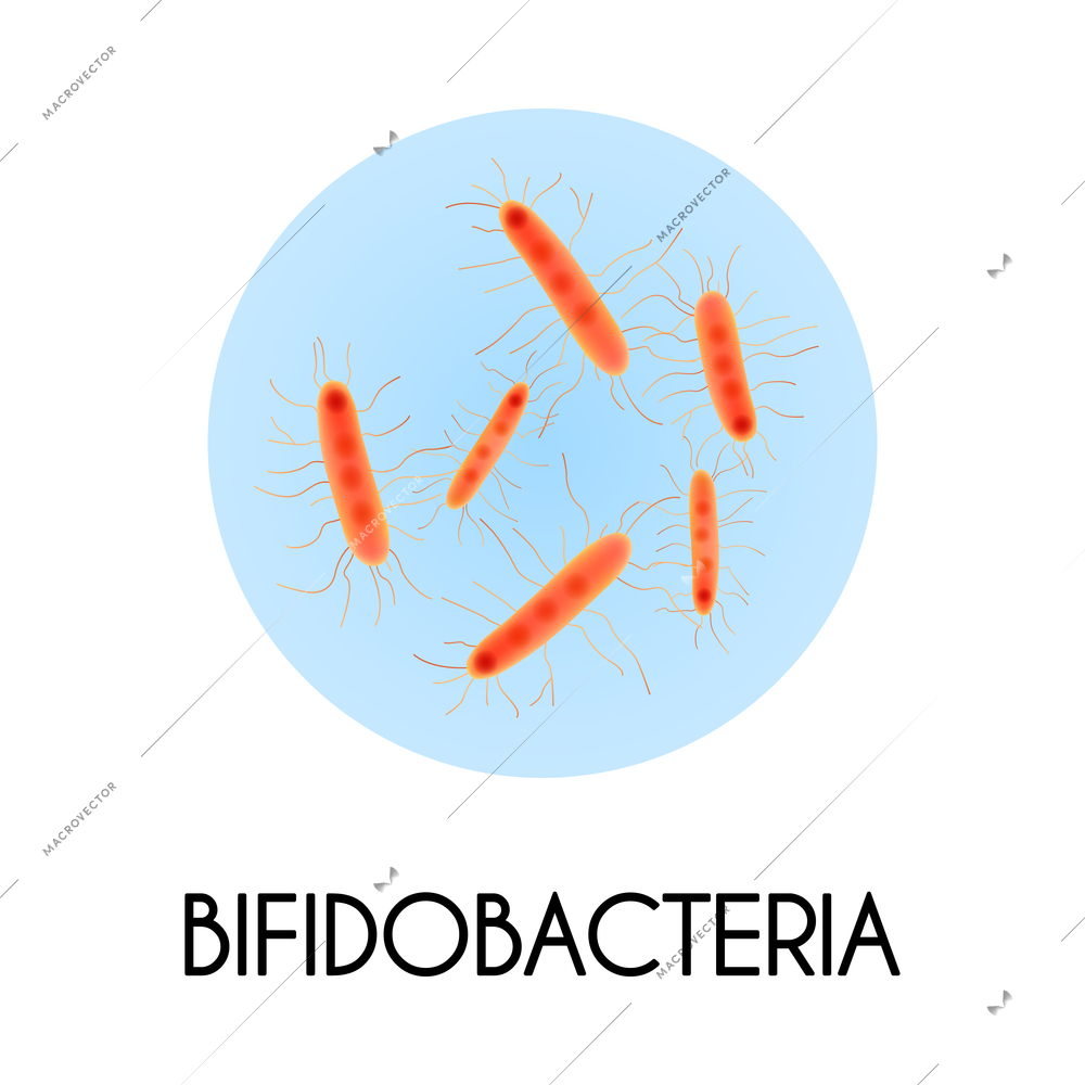 Realistic human internal organs intestinal microflora bacteria with bifidobacteria image vector illustration
