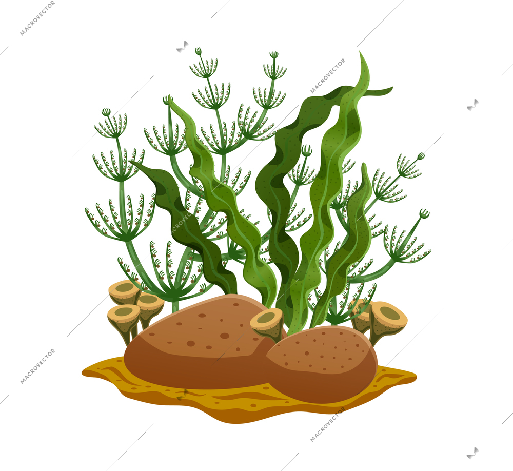 Various types of green seaweeds on sea bottom or in aquarium with brown stones flat composition vector illustration