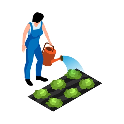 Female farmer watering cabbage isometric 3d vector illustration