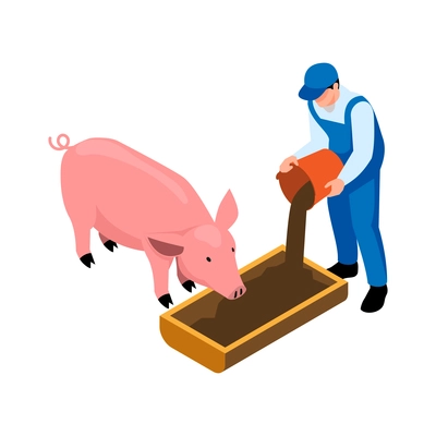 Isometric icon with male farmer feeding pig 3d vector illustration