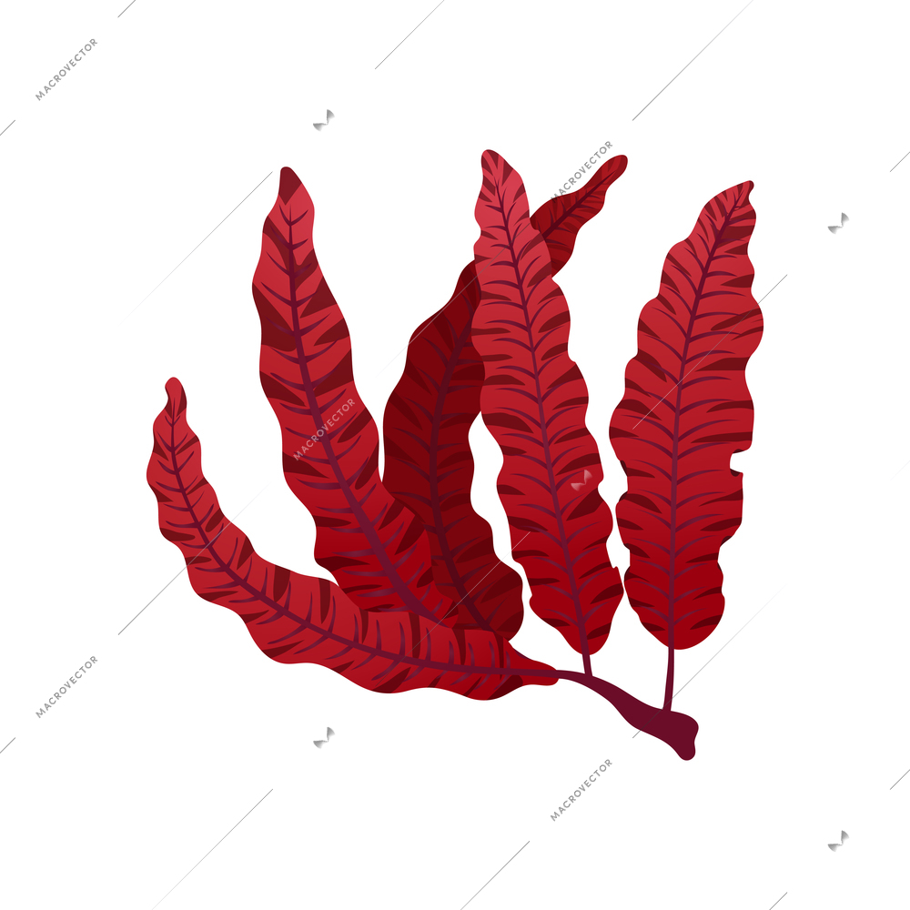 Red delesseria seaweed leaves on white background flat vector illustration