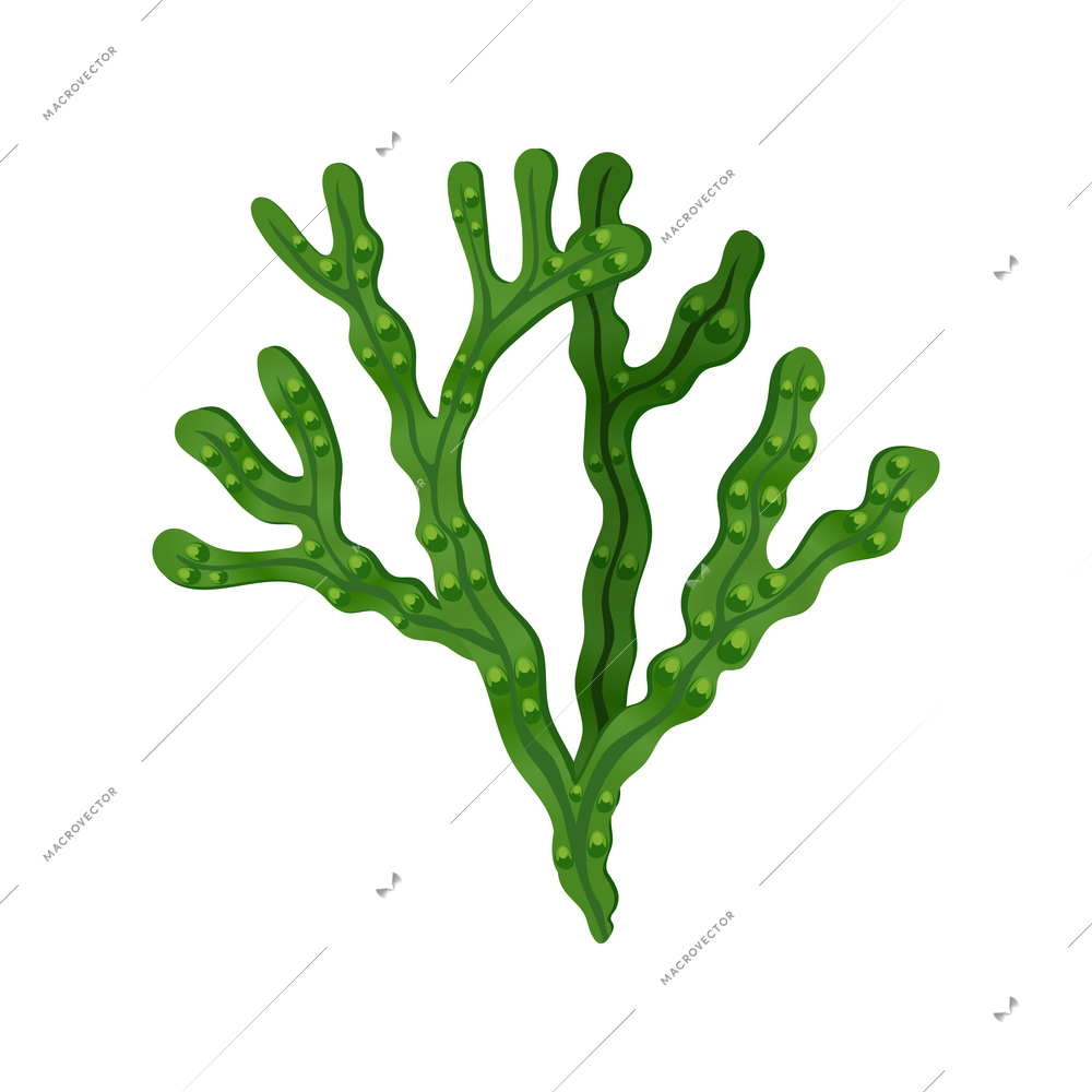 Fucus seaweed brown algae on white background flat vector illustration