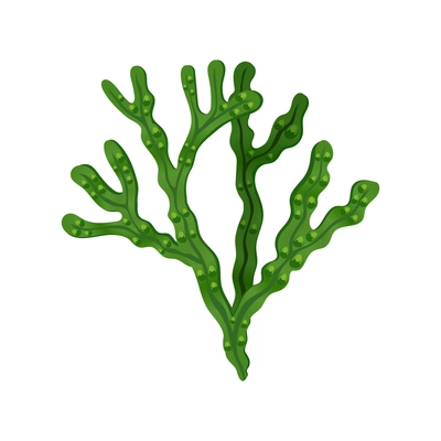 Fucus seaweed brown algae on white background flat vector illustration