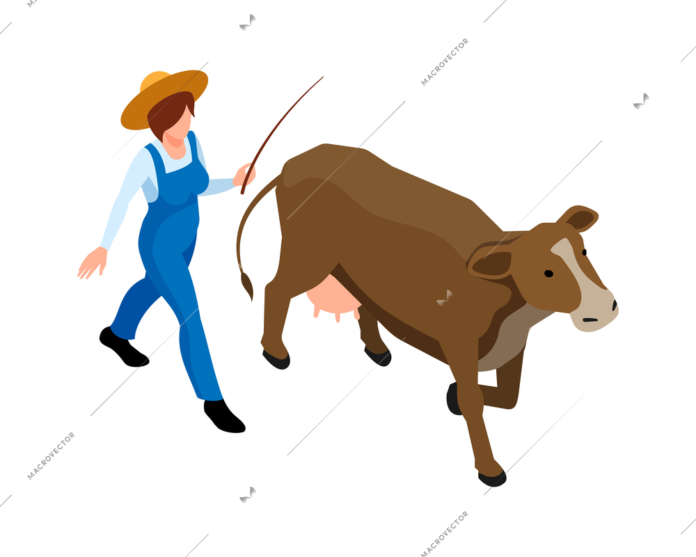 Female farmer walking with cow isometric 3d vector illustration