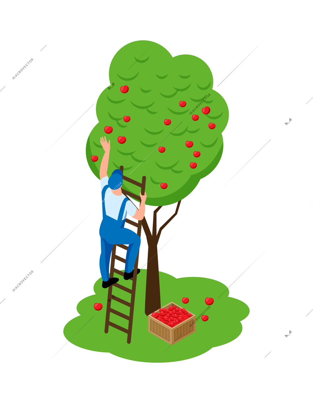 Farmers duties isometric icon with man collecting ripe red apples from tree 3d vector illustration