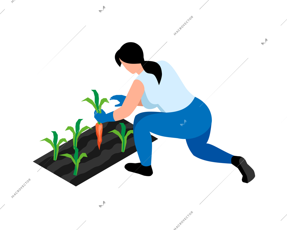 Woman farmer picking ripe carrots 3d isometric vector illustration