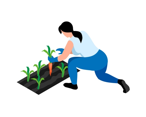 Woman farmer picking ripe carrots 3d isometric vector illustration